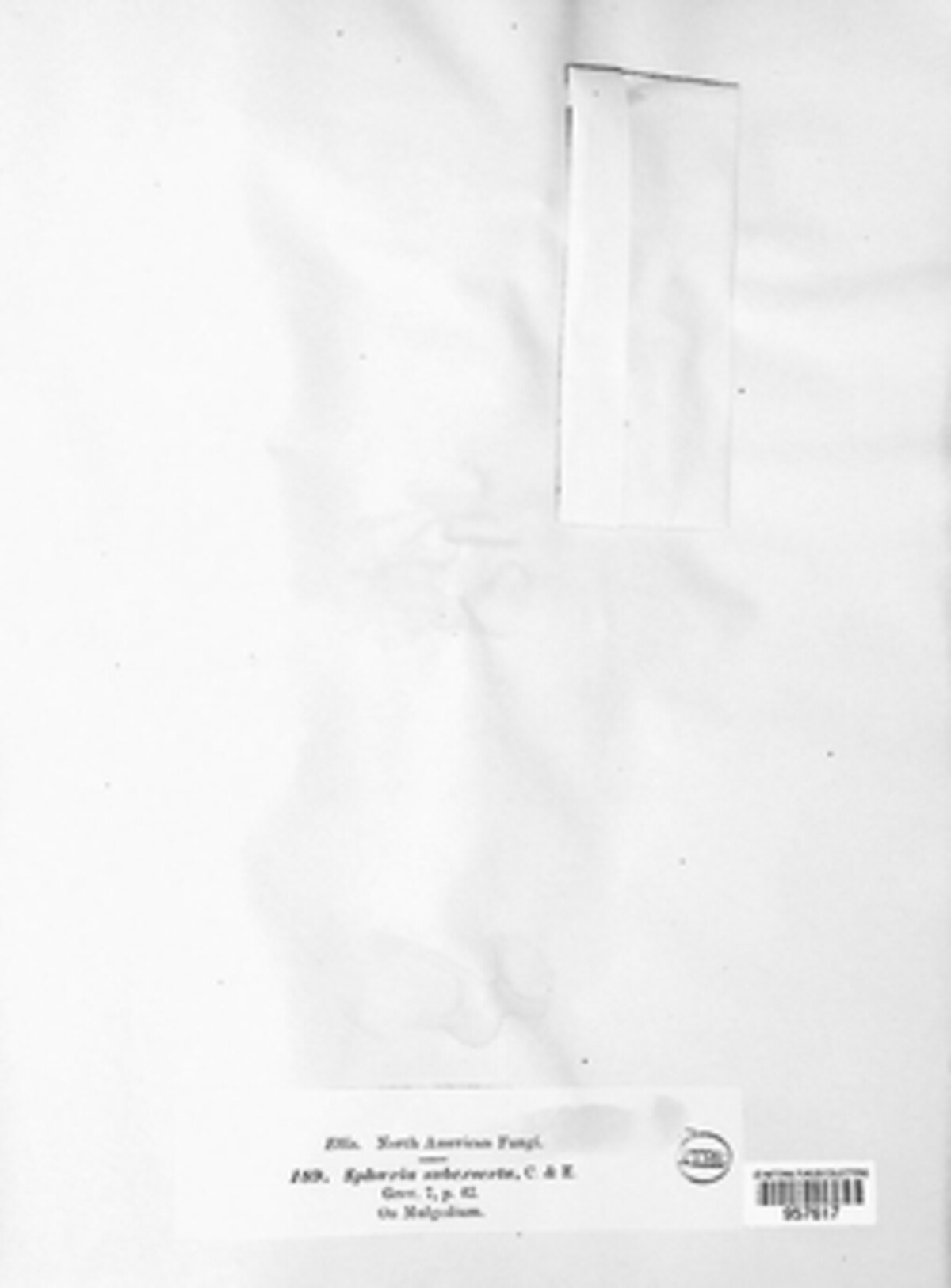 Sphaeria subexserta image